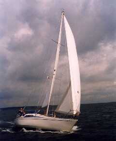 Scampi 30