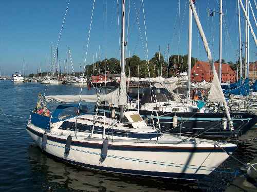 Winga 29
