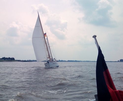 Great Dane 35 Great Dane 35